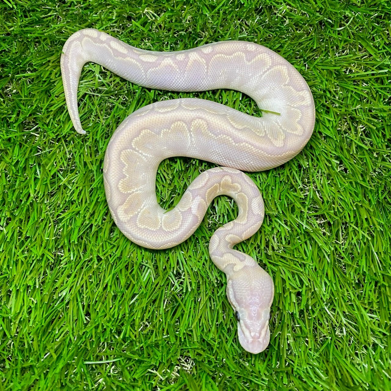 Banana Bamboo Ball Python by Florida Ball Pythons - MorphMarket