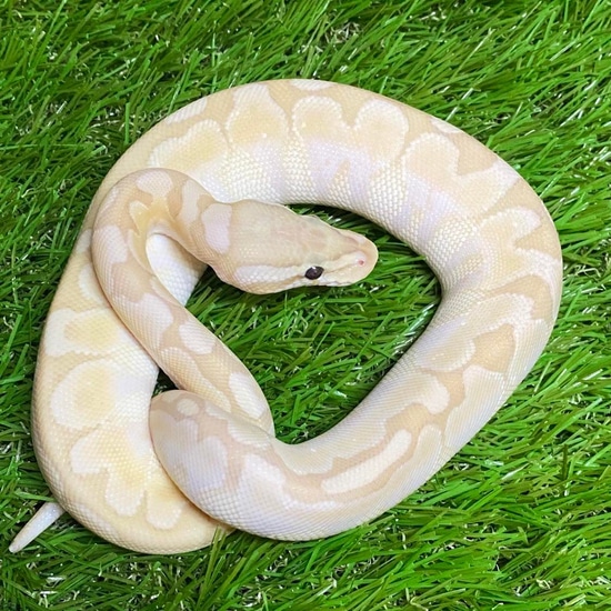 Banana Bamboo Enchi Ball Python by Florida Ball Pythons MorphMarket