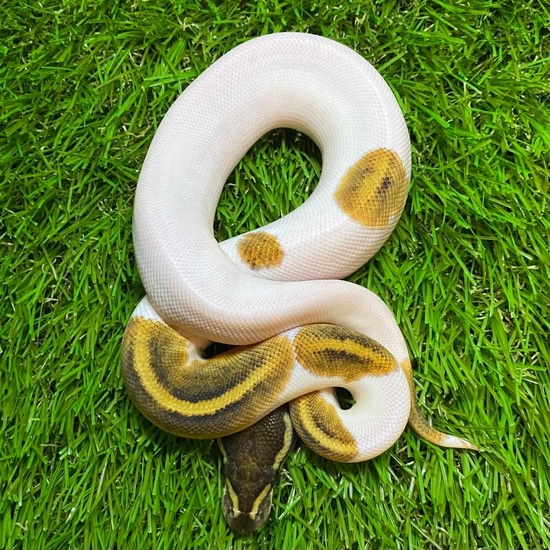 Mystic Pied Ball Python by Florida Ball Pythons