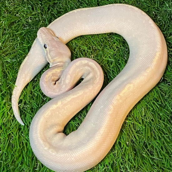 Banana Bamboo Ball Python by Florida Ball Pythons