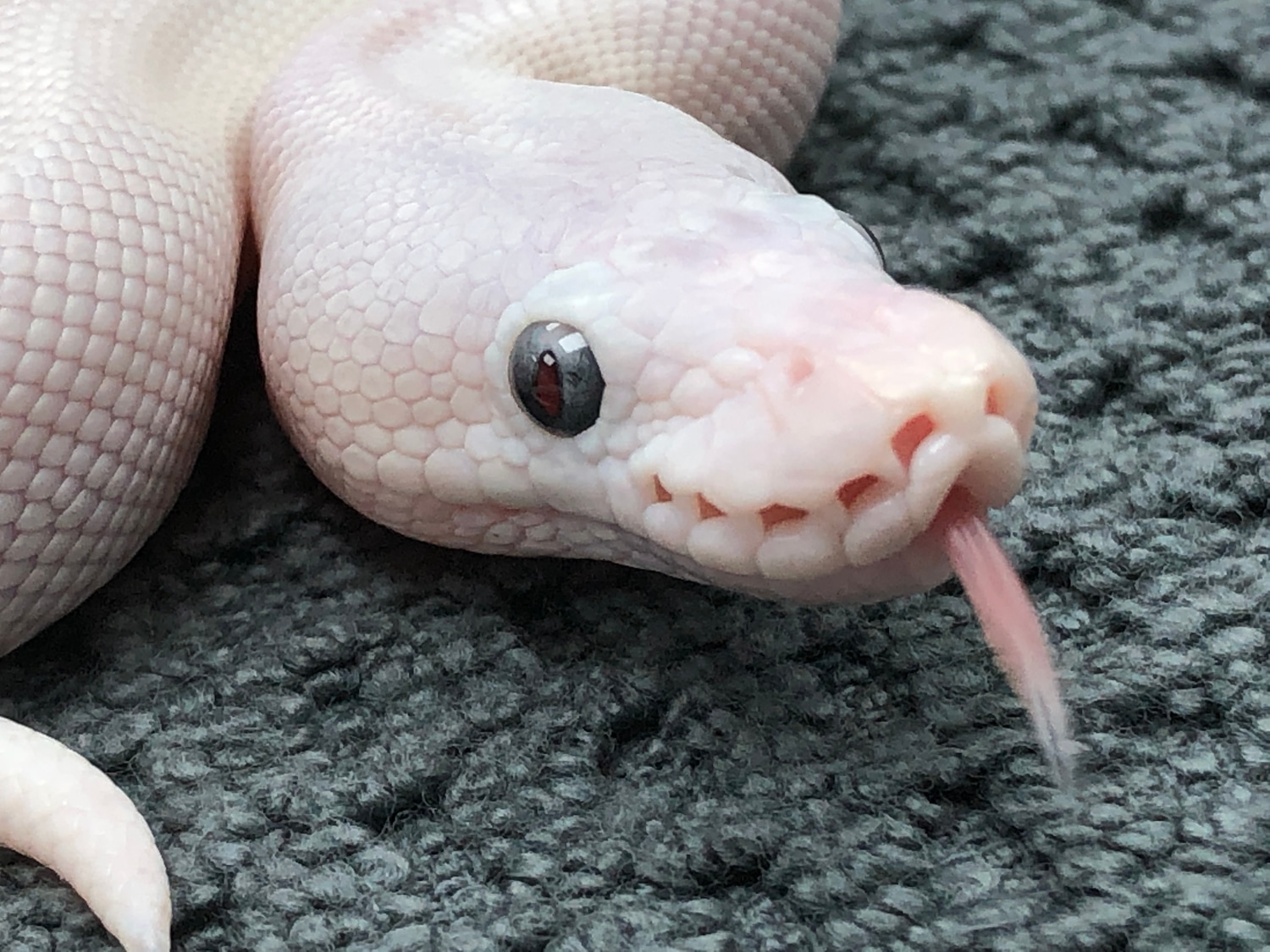 Super Russo White Diamond Ball Python by SW reptiles - MorphMarket