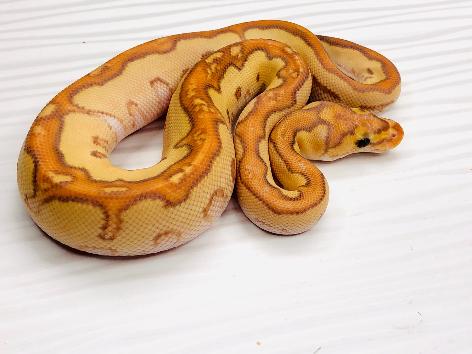 Russo Banana Clown Ball Python by SW reptiles MorphMarket