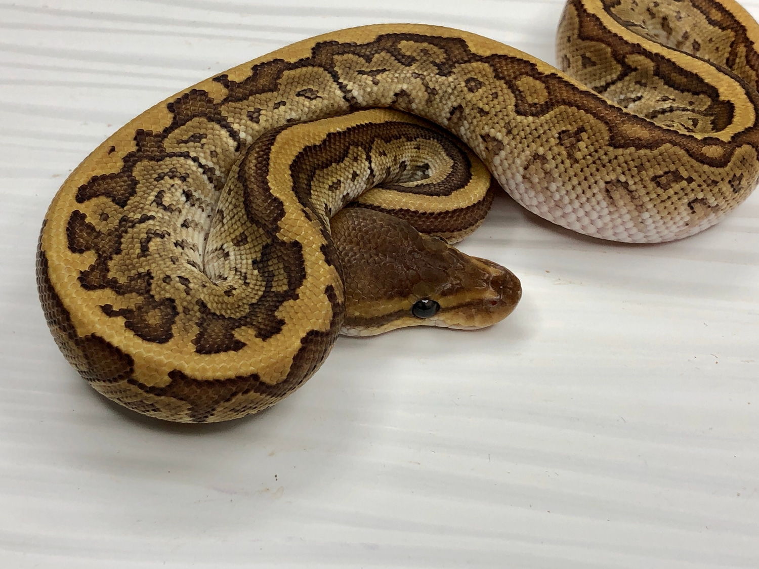 Jigsaw Het Ultramel Ball Python by SW reptiles - MorphMarket