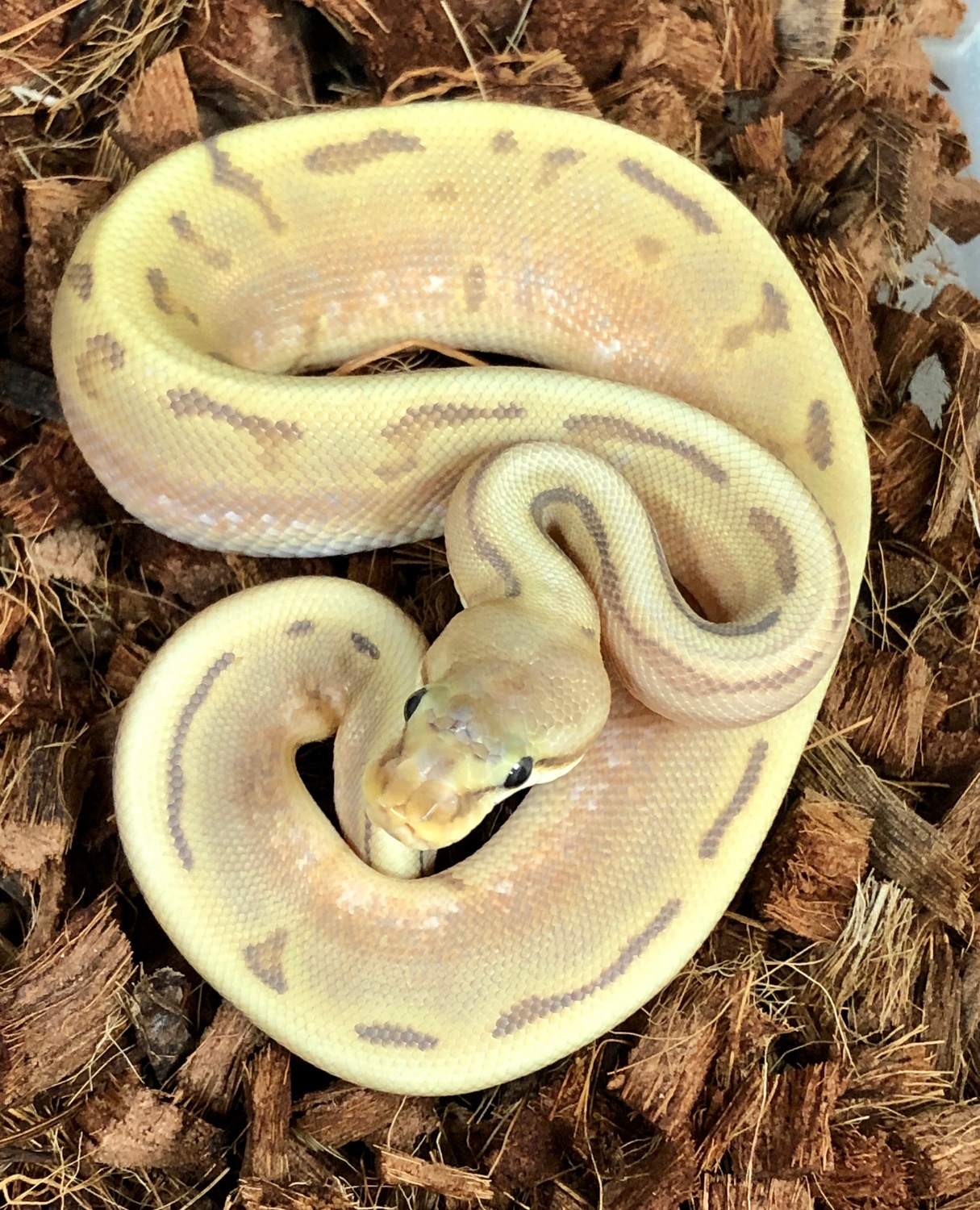 Hypo Motley Genetic Stripe Ball Python by SW reptiles - MorphMarket