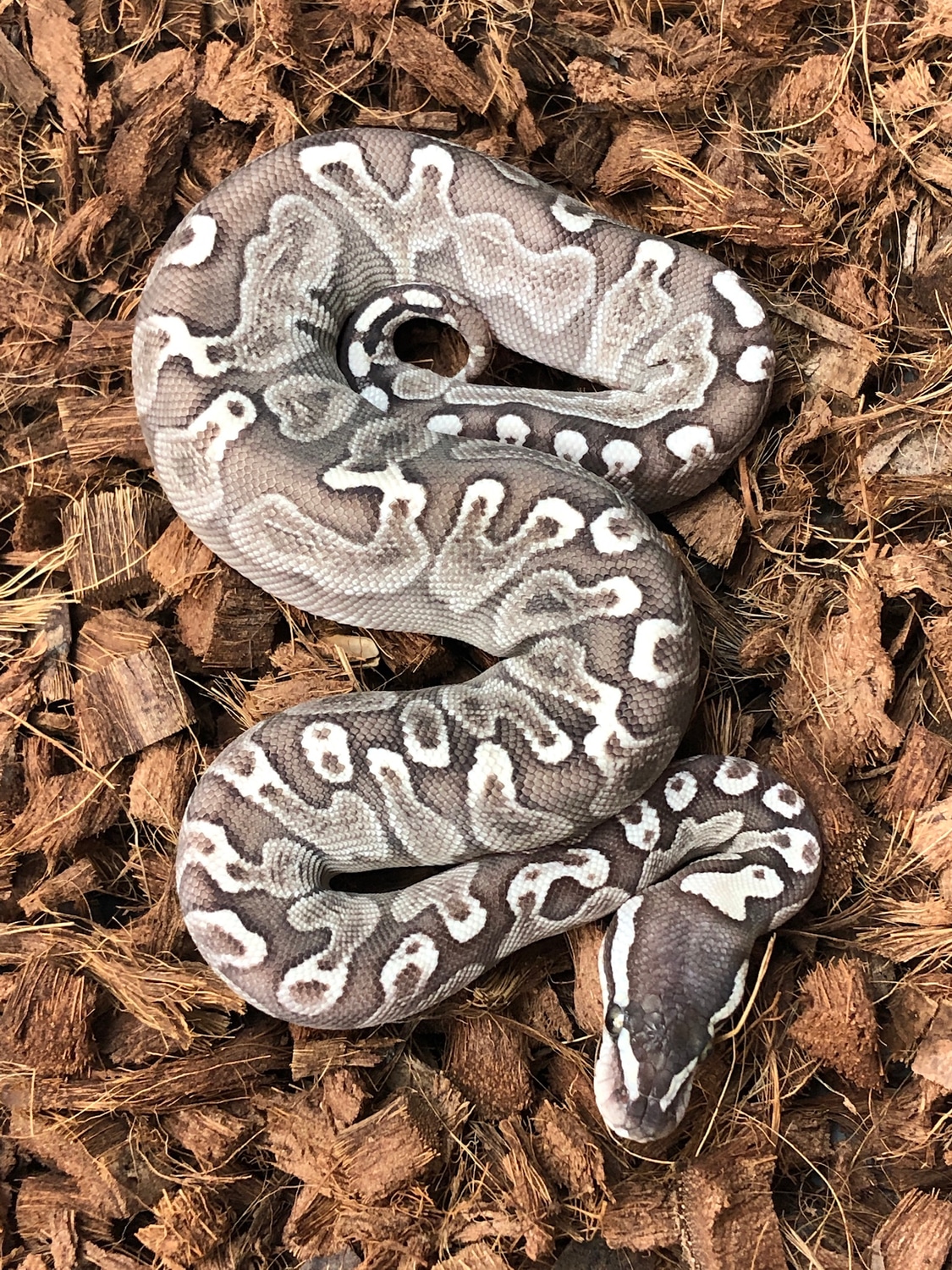 Ghi Lesser Ball Python by SW reptiles - MorphMarket