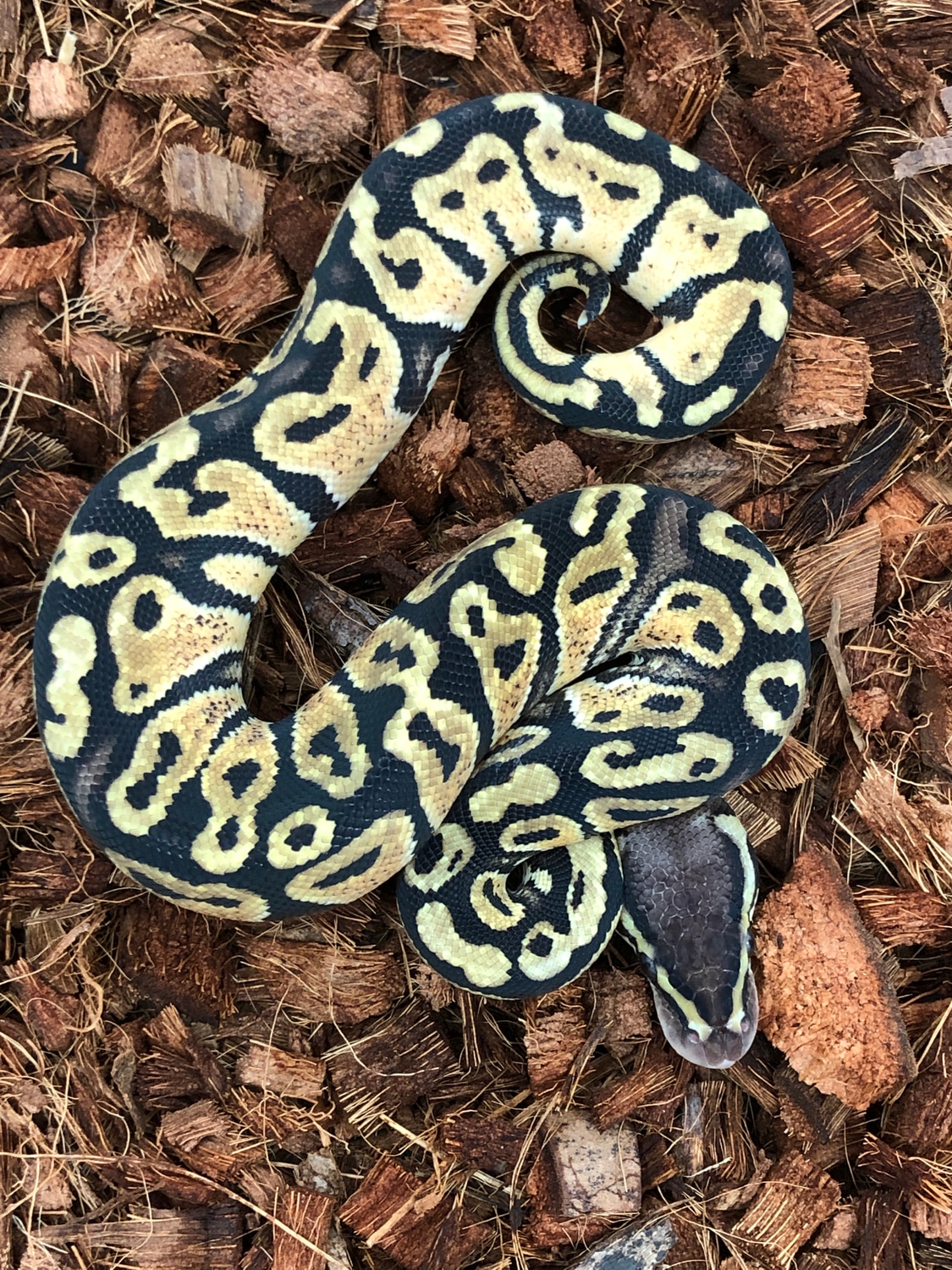 Pastel Het Paint Ball Python by SW reptiles MorphMarket