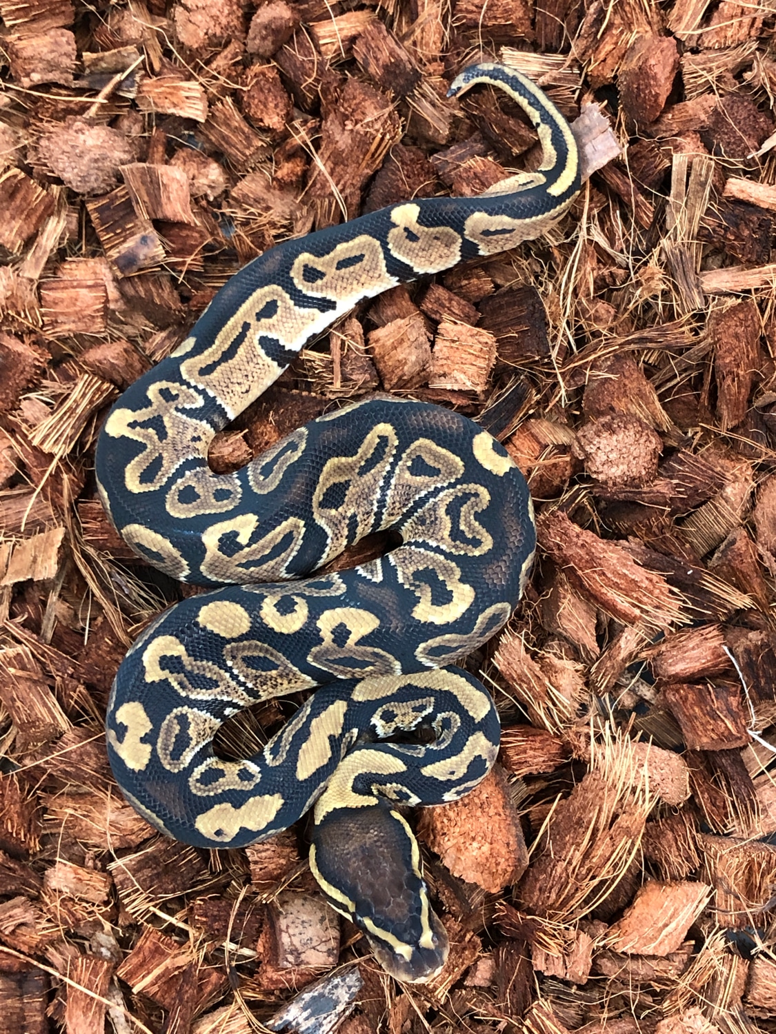 Het Paint Ball Python by SW reptiles MorphMarket