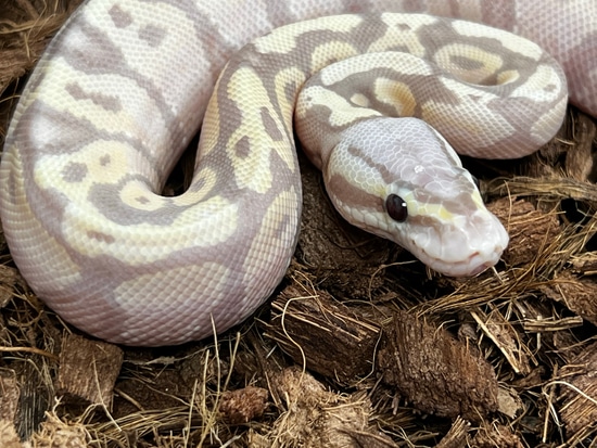 Pastel Vanilla Enchi Banana Pos Het Clown Ball Python by SWReptile