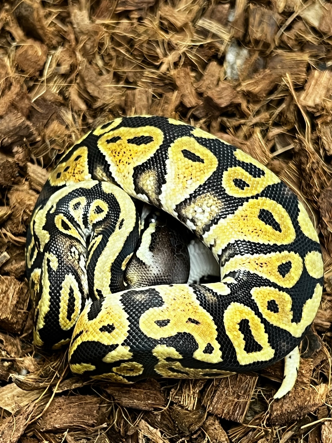 Pastel Het Paint Ball Python by SW reptiles MorphMarket