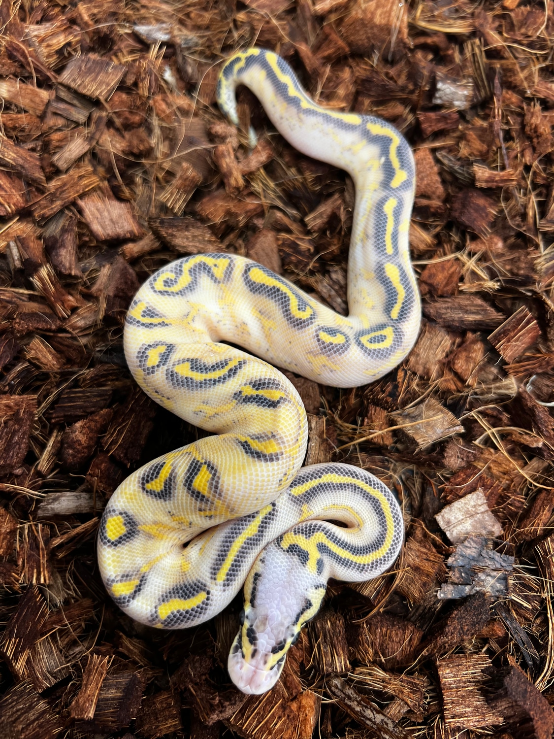 Pastel Highway Ball Python by SW reptiles - MorphMarket