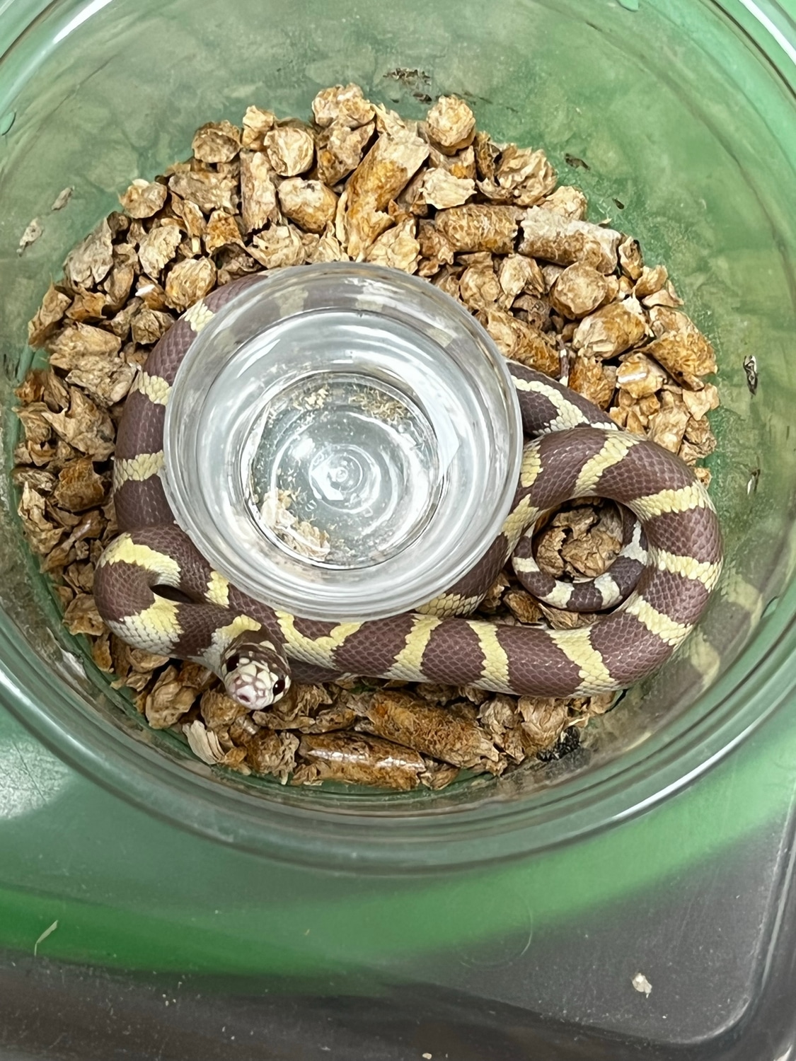 Lavender Albino King California Kingsnake by SW reptiles - MorphMarket