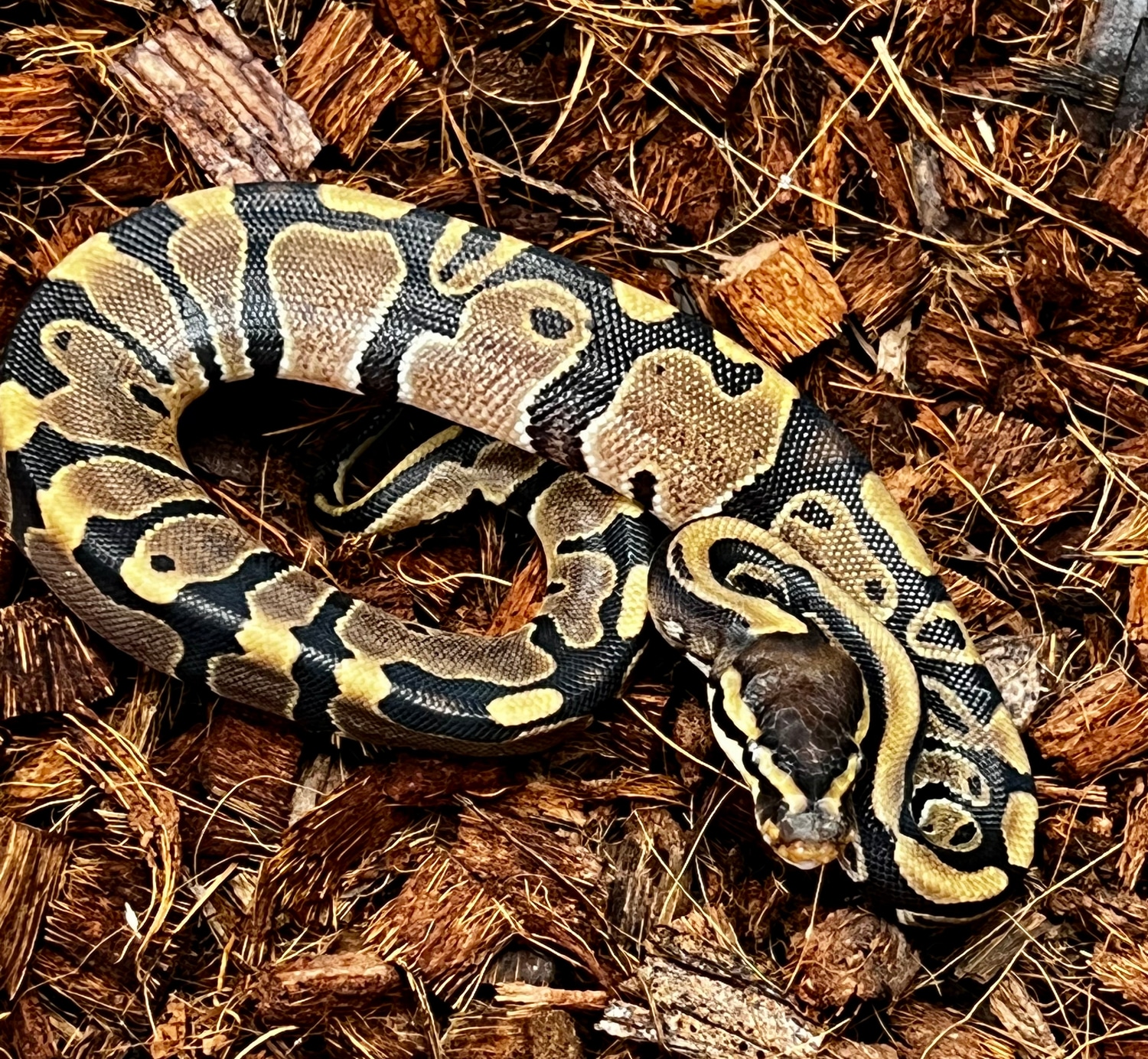 Het Clown Ball Python by SW reptiles - MorphMarket