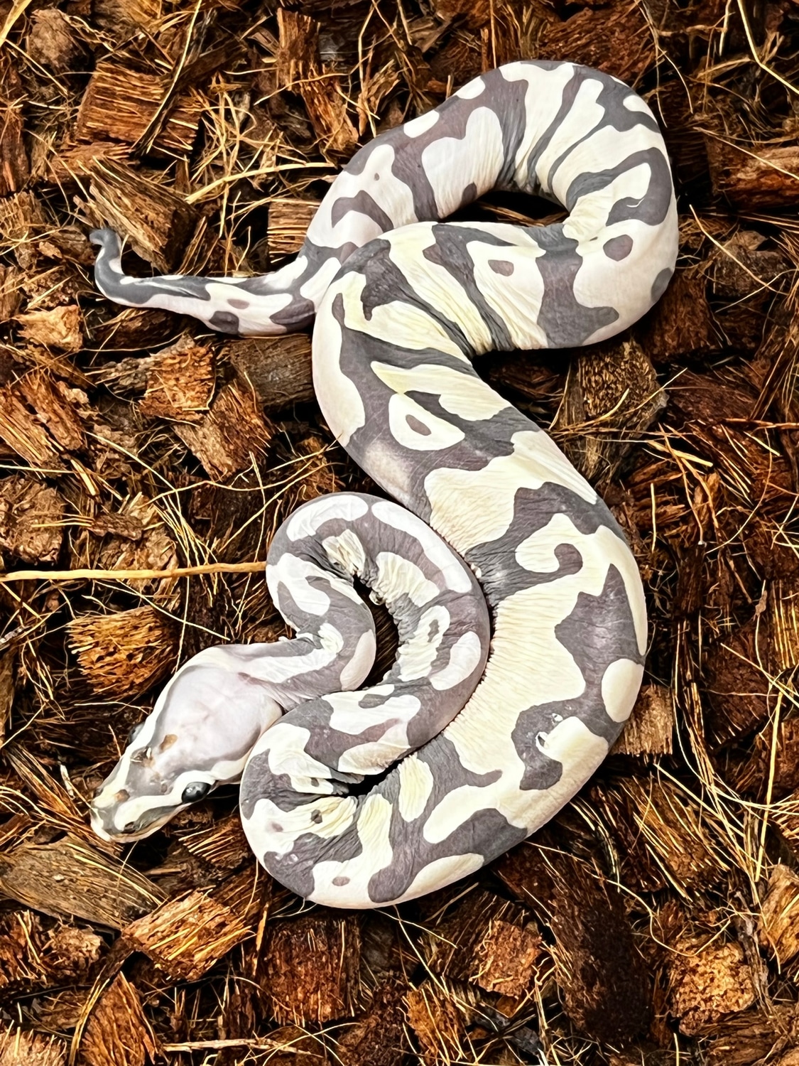Scaleless Ball Python by SW reptiles - MorphMarket