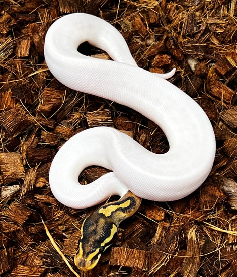 Enchi Pied Possibly Mystic Ball Python by SWReptile