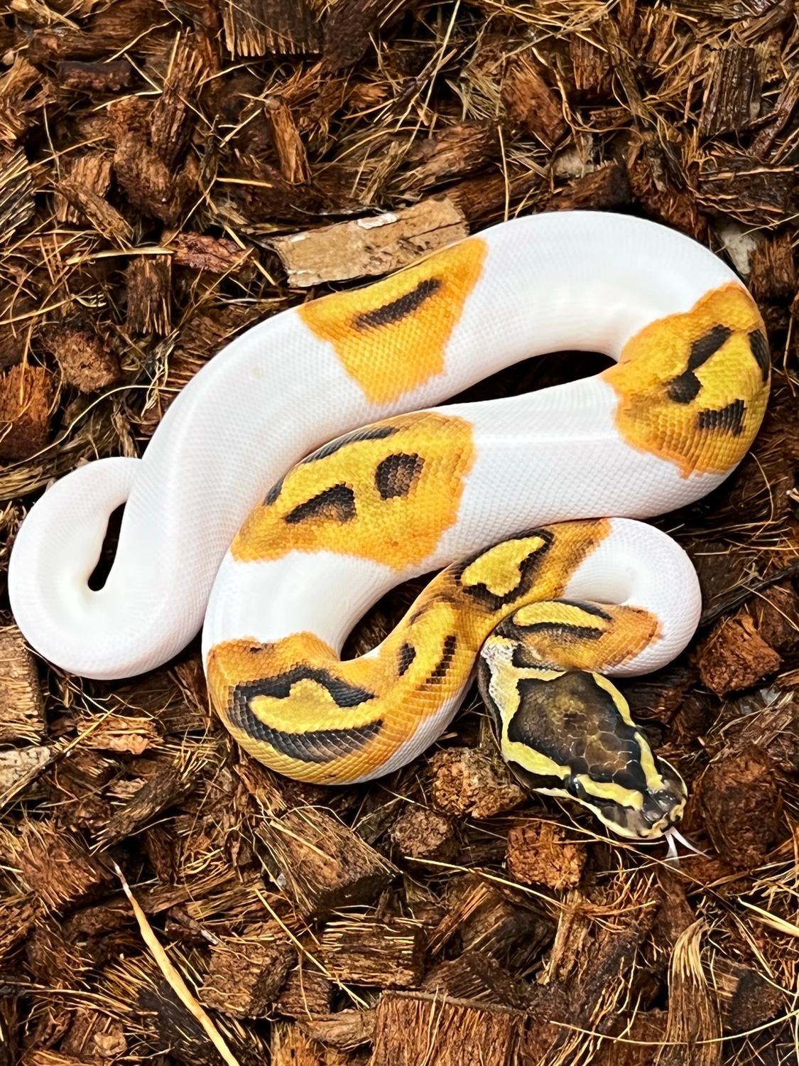 Enchi Pied Possibly Mystic Ball Python by SW reptiles - MorphMarket