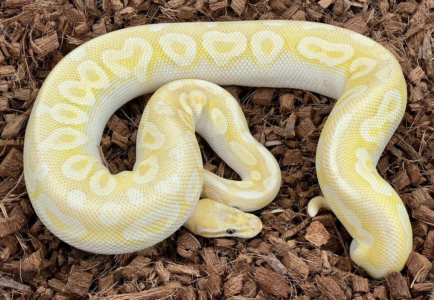 Super Special Ball Python by SW reptiles - MorphMarket