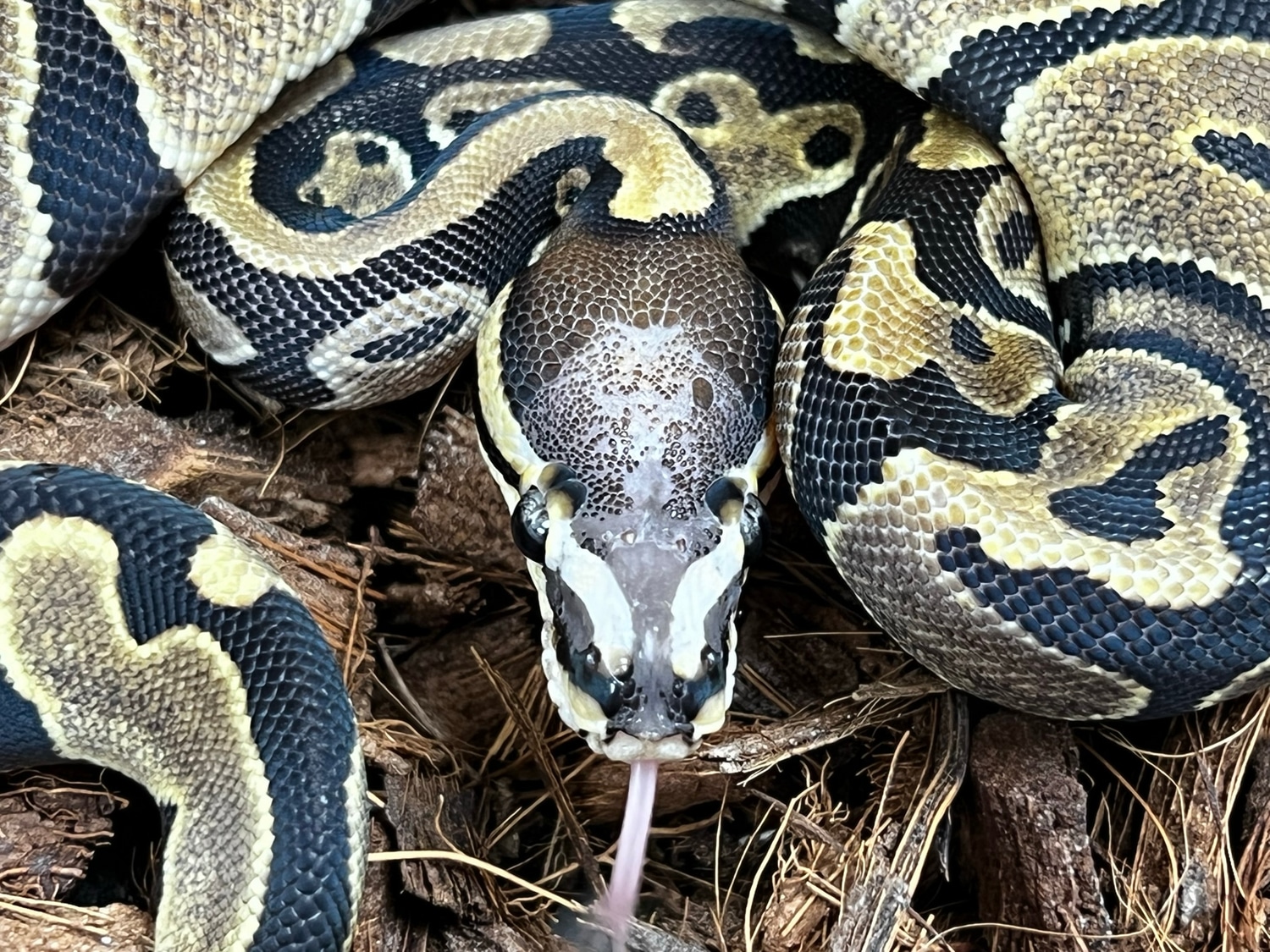 Double Het Scaleless Head Pied Ball Python by SW reptiles - MorphMarket