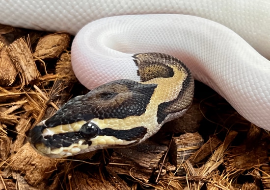 Pied Het Lavender Pos Het Axanthic High White Beauty Ball Python by ...