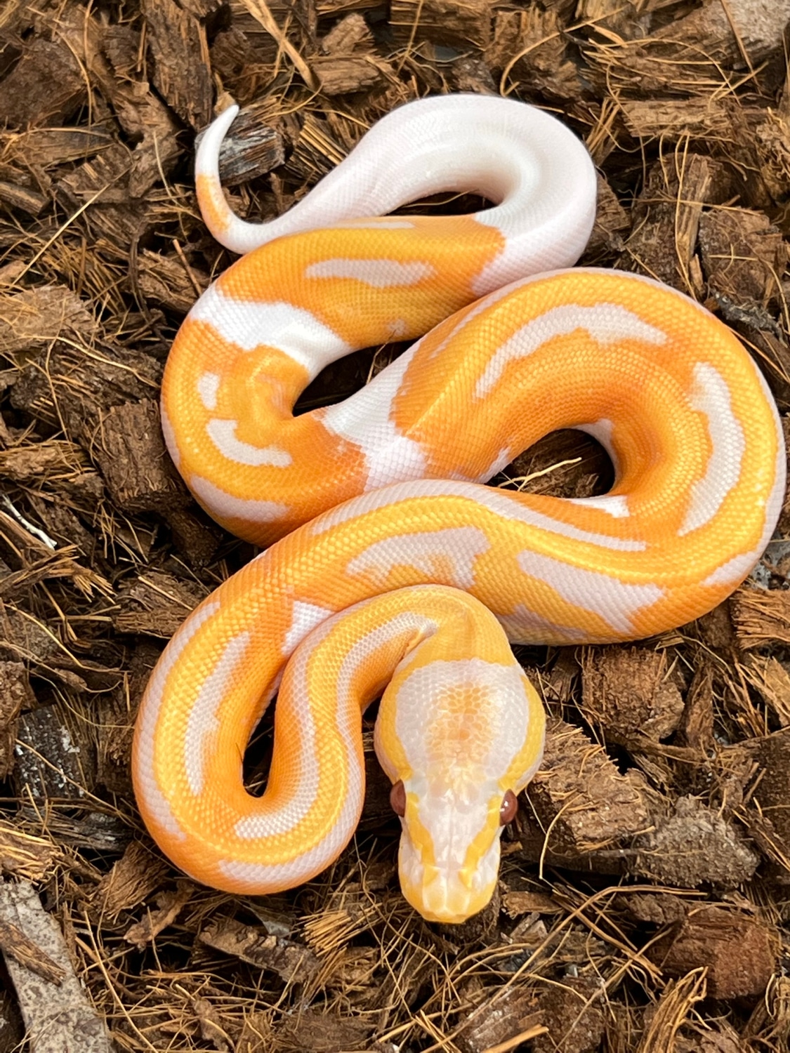 Dreamsicle Ball Python by SW reptiles - MorphMarket