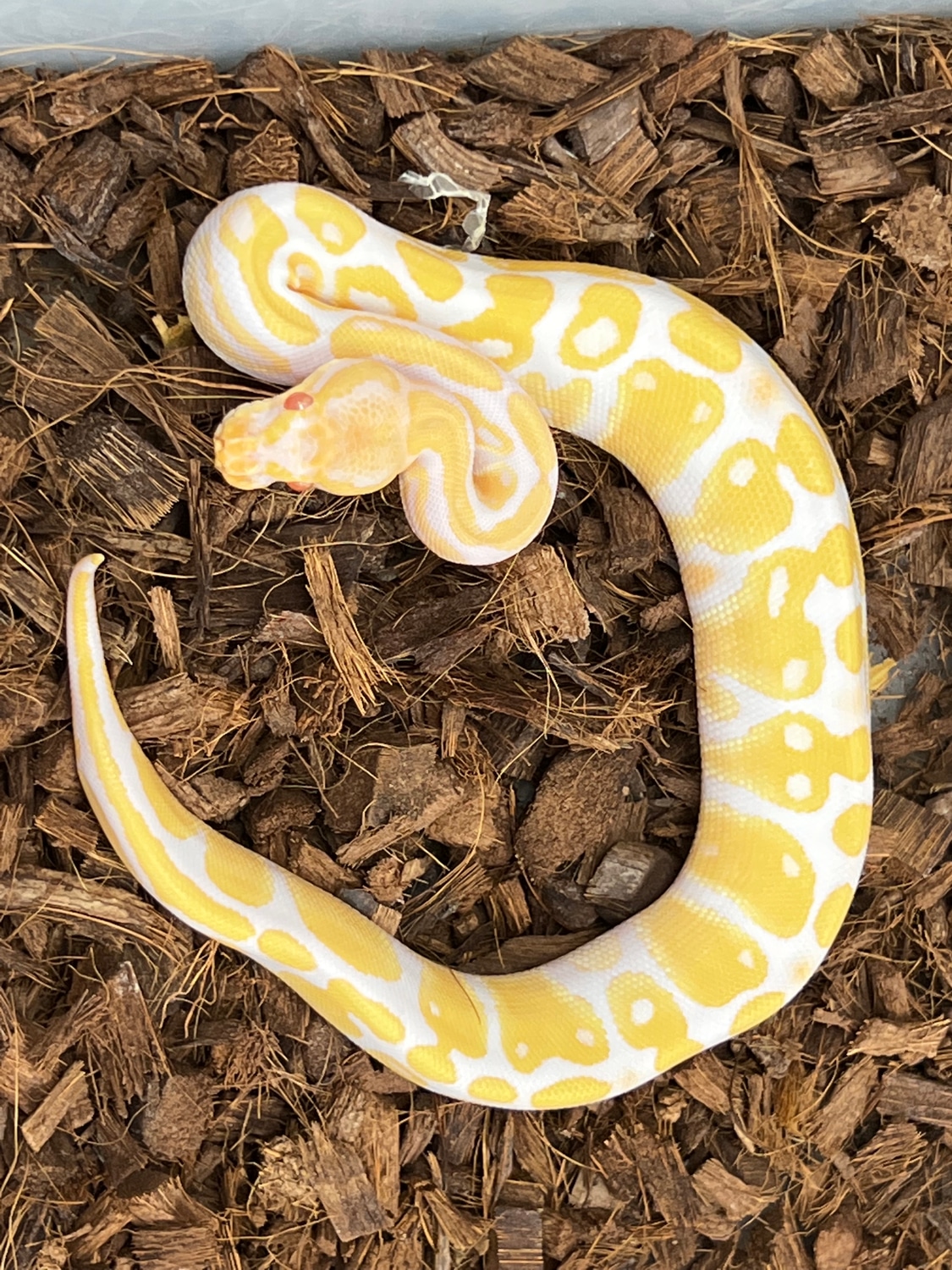 Candino Het Pied Ball Python by SW reptiles - MorphMarket