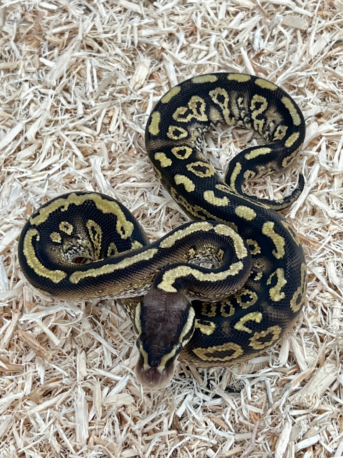 Pastel Paint Ball Python by SW reptiles MorphMarket
