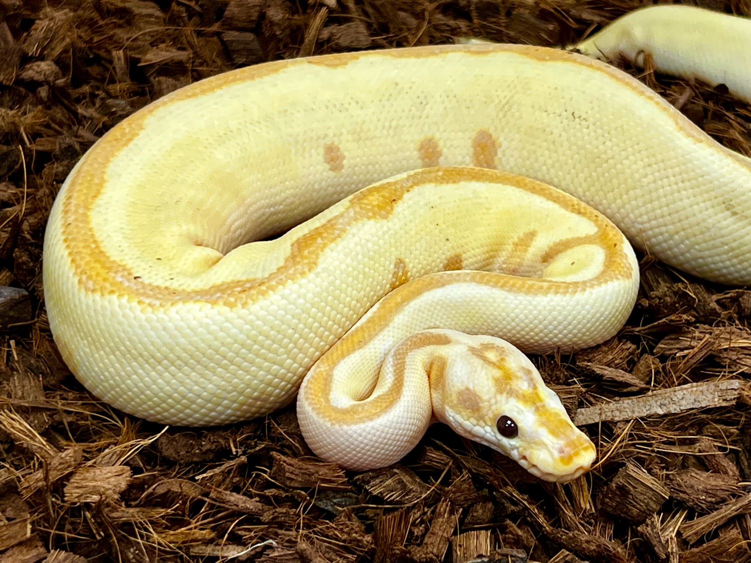 Russo Banana Blade Leopard Ball Python by SW reptiles MorphMarket