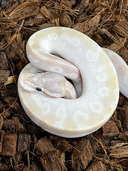 Pastel Crystal Ball Python by SW reptiles