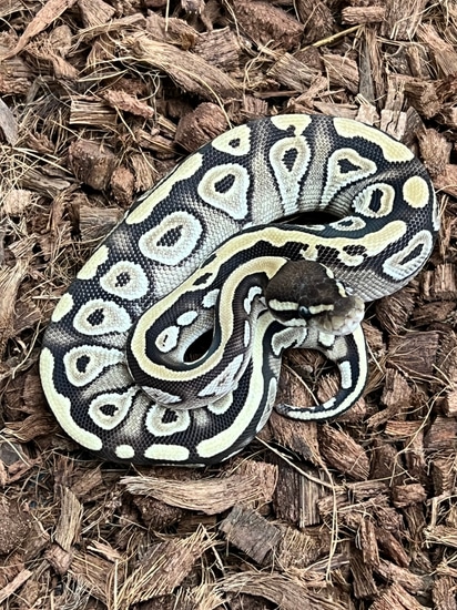 Free Shipping Mojave Het Axanthic Ball Python by SW reptiles