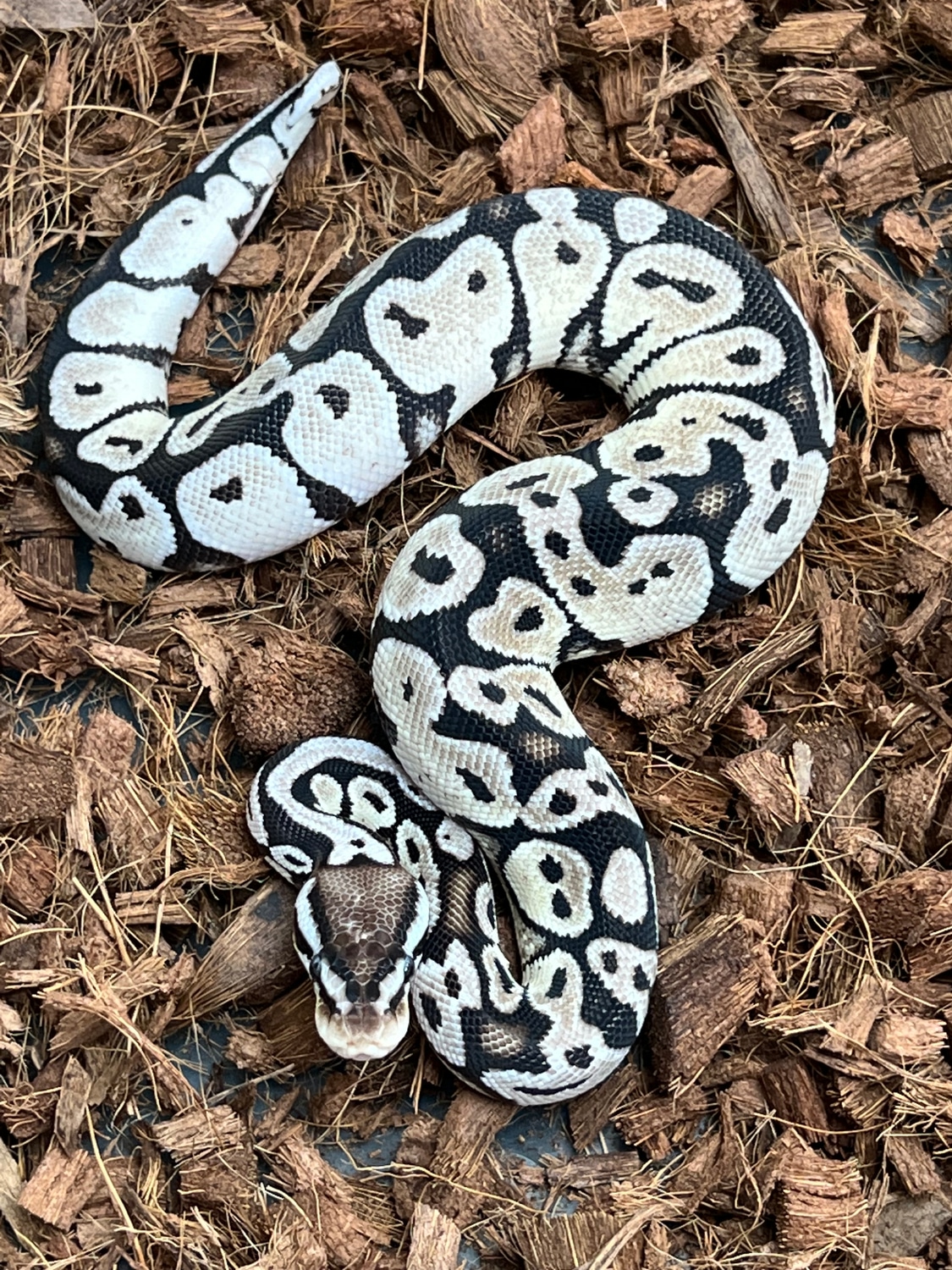 Free Shipping Pastel Axanthic VPI Ball Python by SW reptiles - MorphMarket
