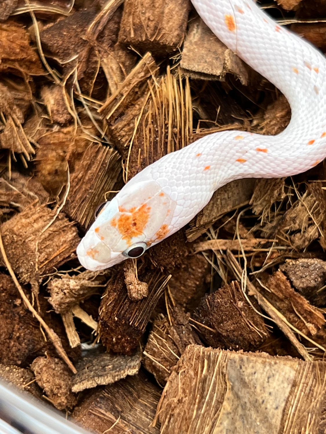 Palmetto Corn Snake by SW reptiles MorphMarket