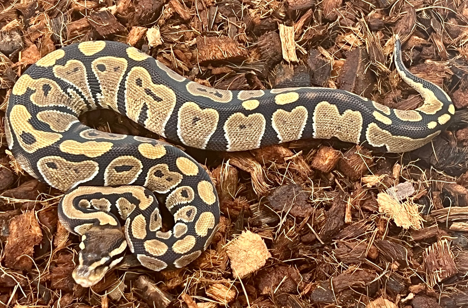 100 Het Paint Ball Python by SW reptiles MorphMarket