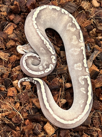 Pastel Mystic Ghi Chocolate Ball Python by SWReptile