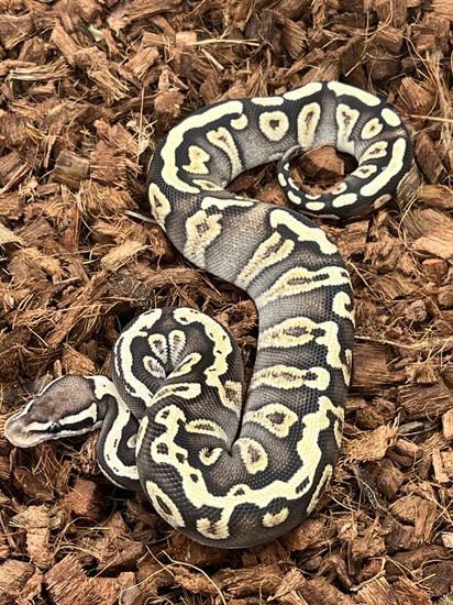 Pastel Phantom Enchi Pos Chocolate FREE SHIPPING Ball Python by SW reptiles