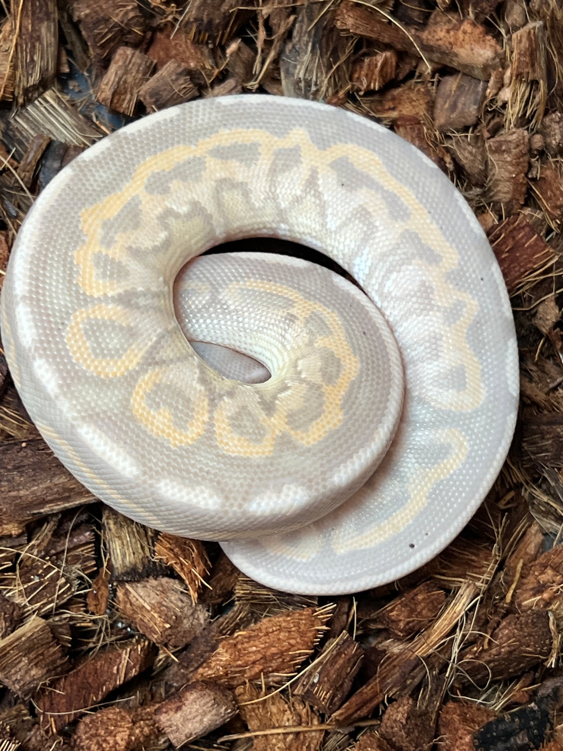 Hurricane Black Pastel Banana Ball Python by SW reptiles MorphMarket
