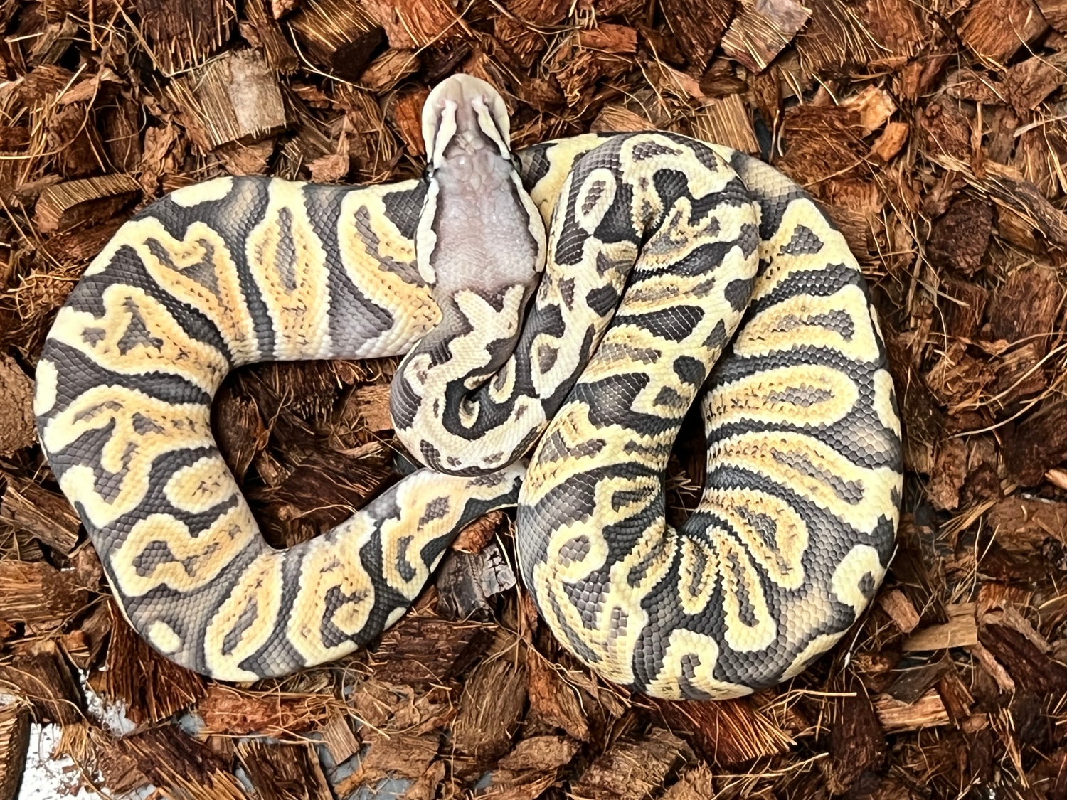 Hypo Pastel Ghi Ball Python by SW reptiles - MorphMarket