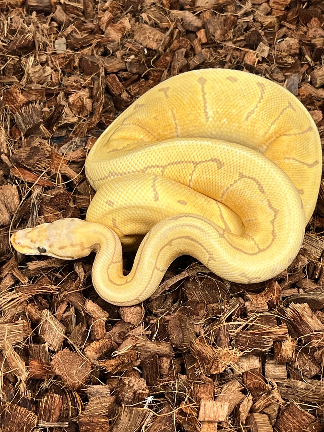 Ultramel Spinner Ball Python by SW reptiles - MorphMarket