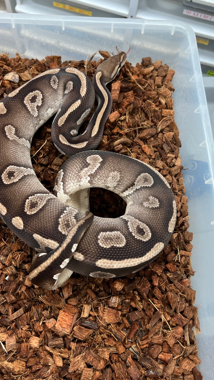 Chocolate Mojave Het Ultramel Ball Python by SW reptiles - MorphMarket