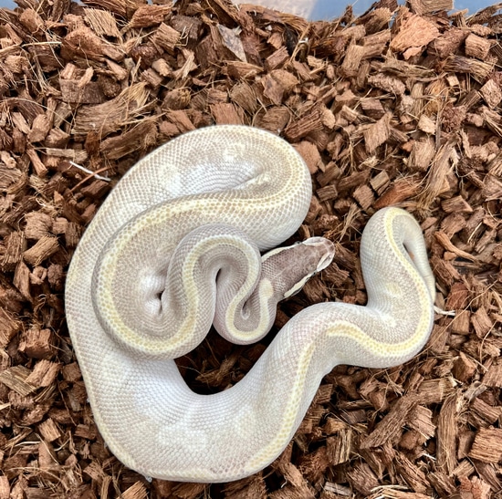 Super Mojave Super Enchi Ball Python by SWReptile