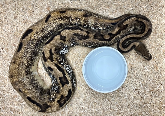 2100+ Gram Beautiful Cailco Het Geneti Stripe Ball Python by SWReptile