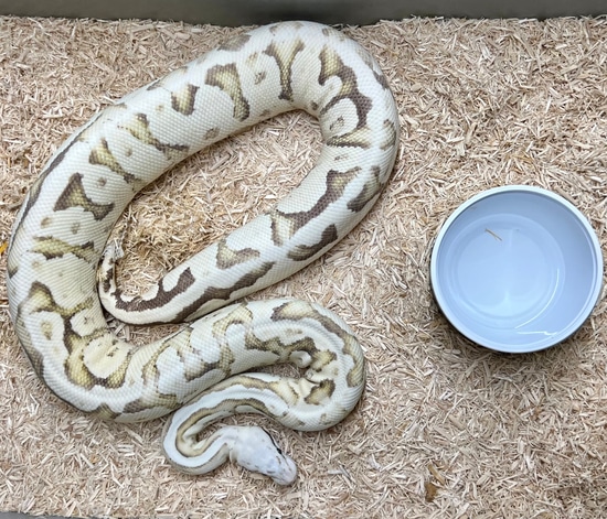 2100 Beautiful Scream Ball Python by SWReptile