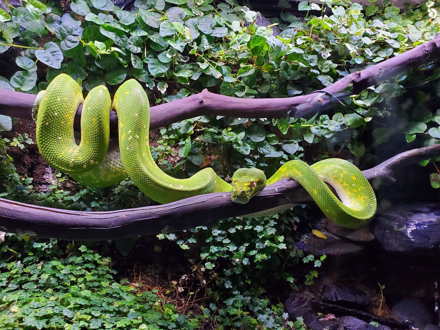 Long Term Captive Adult Female Biak Green Tree Python by Sierra ...
