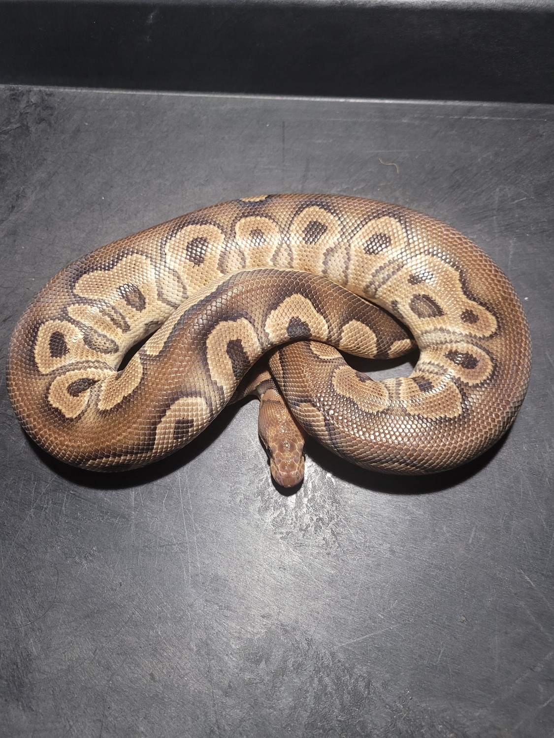 Mahogany Clown Ball Python by Sybil Serpents LLC MorphMarket