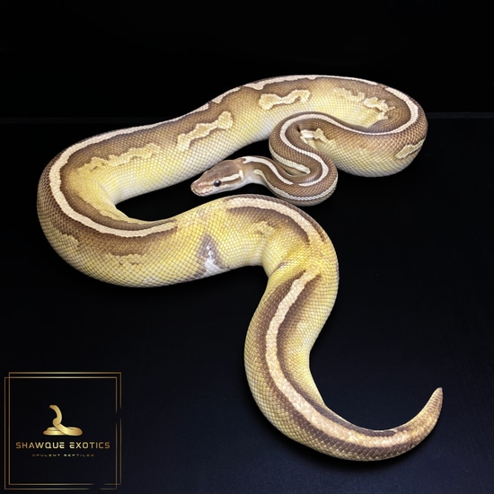 PROVEN (Lesser Cinnabelly POS Fader) Ball Python by Shawque Exotics, LLC.