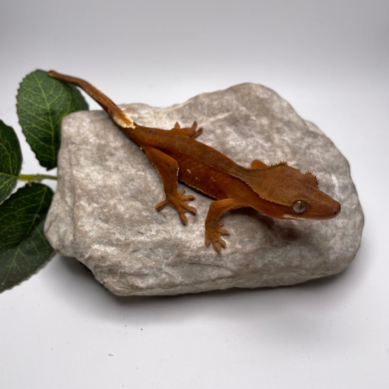 Pecha Red Patternless Crested Gecko By Sydney Sand S Reptiles