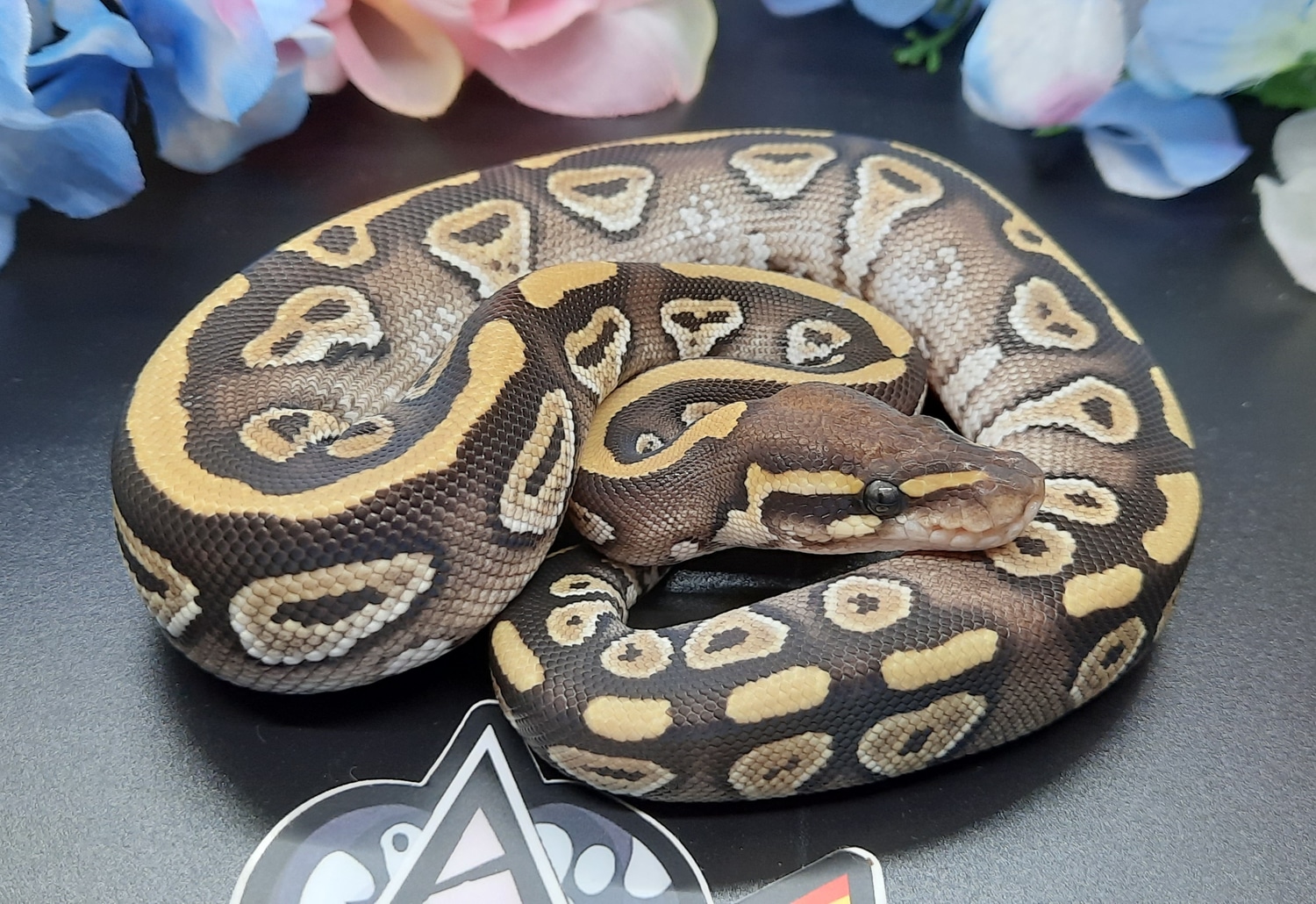 Mojave Ball Python by Prism Pythons - MorphMarket