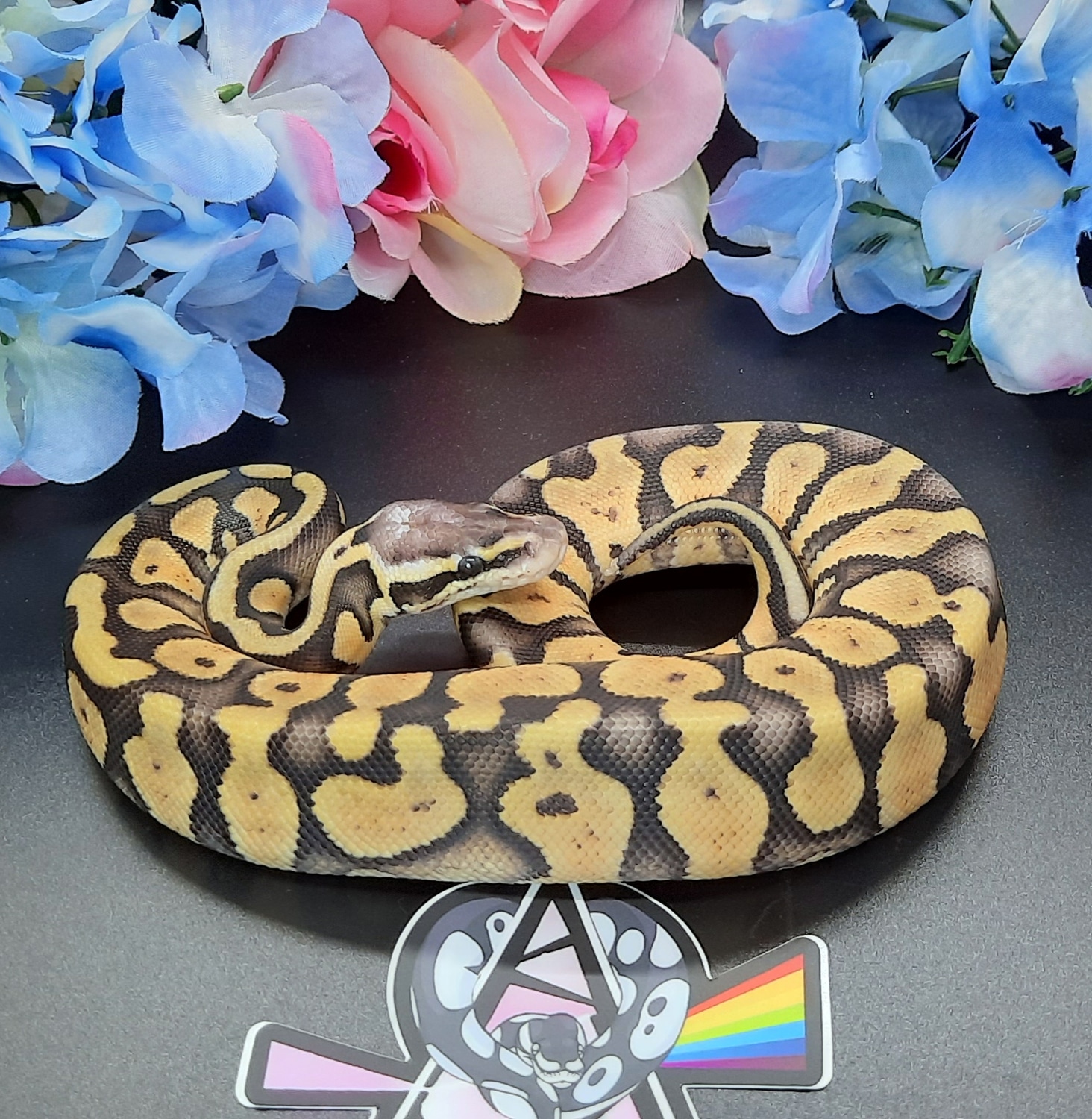 Super Pastel Het DG Ball Python by Prism Pythons - MorphMarket