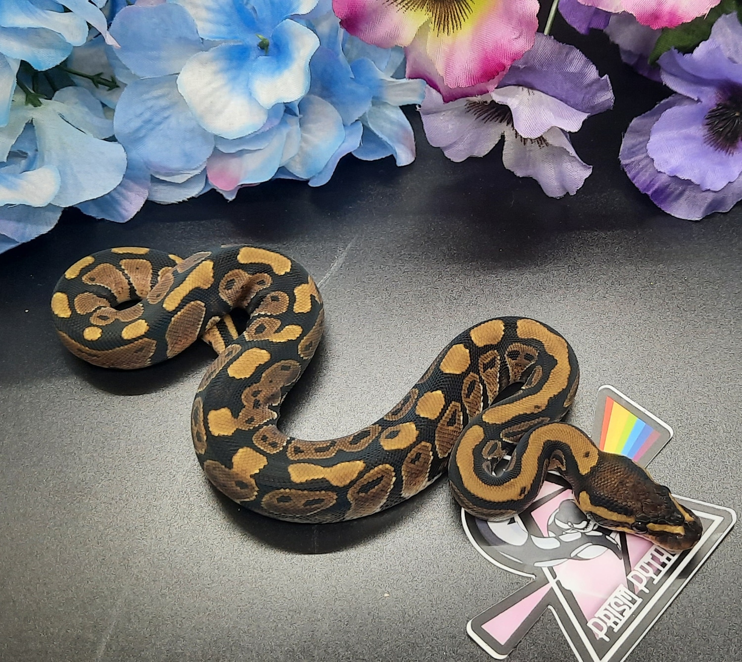 Normal Ball Python by Prism Pythons MorphMarket