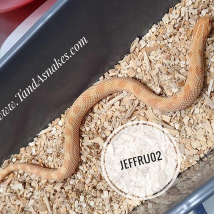 Albino, Anconda, At Least 50% Het Sable - FREE SHIPPING! Western Hognose