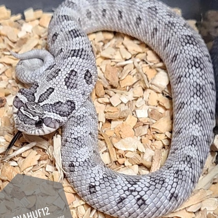 AAA - Arctic, Axanthic, Anaconda - Gorgeous Western Hognose