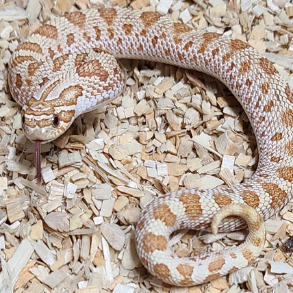 Toffee Belly, Arctic, Anaconda, 50% Het Lavender Western Hognose